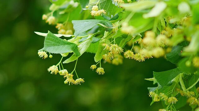 Lime Tree Leaves with Blossoms (Tilia sp.) Swaying in the Wind at Summer Sunrise, Munich, Bavaria, Germany