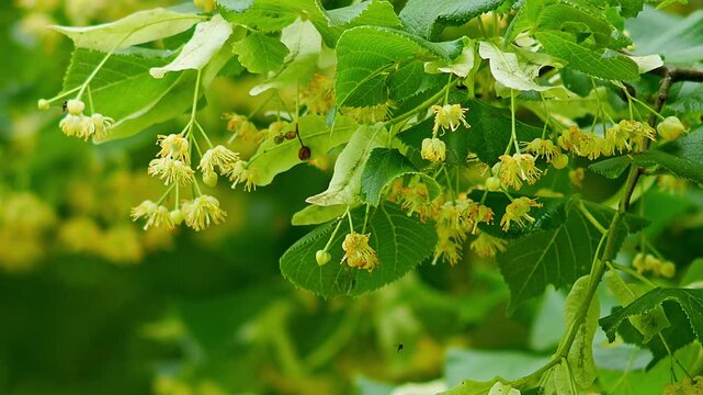 Lime Tree Leaves with Blossoms (Tilia sp.) Swaying in the Wind at Summer Sunrise, Munich, Bavaria, Germany