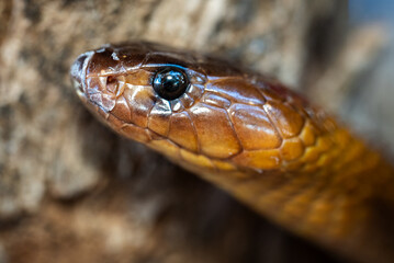 Fototapeta premium Cape Cobra (Naja nivea), a highly venomous snake from Southern Africa