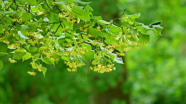 Lime Tree Leaves with Blossoms (Tilia sp.) Swaying in the Wind at Summer Sunrise, Munich, Bavaria, Germany