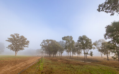 Fototapeta premium A landscape of early morning mist obscuring gum trees and a herd of cattle in the distance on farmland with a track and fence and a drainage ditch near Yelarbon in Southern Queensland, Australia.