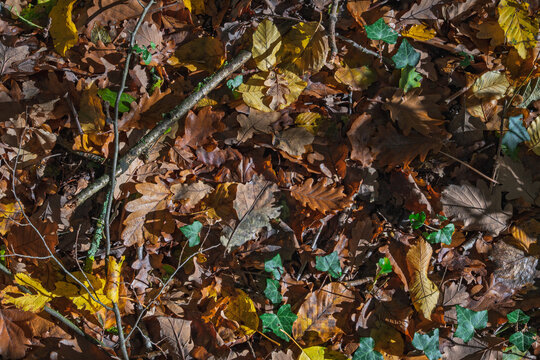 Gros plan sur le sol forestier en automne avec des feuilles mortes brunes, jaunes et vertes, et des brindilles
