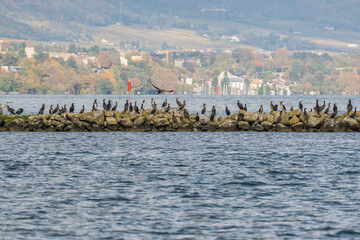 Colonie de Grands Cormorans (Phalacrocorax carbo) se reposant sur des rochers au bord du lac L&eacute;man