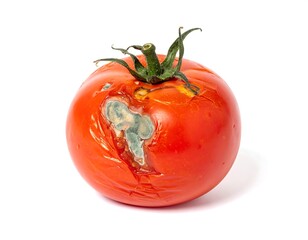 Rotten tomato with visible mold growth on its side and a wilted stem, isolated on a white background