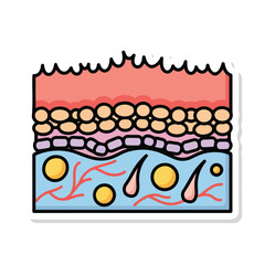 Cross Section of Human Skin Layers Diagram.