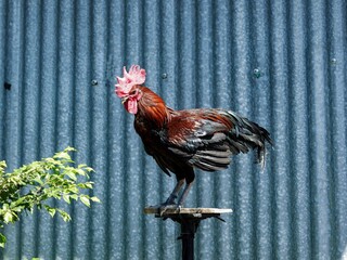 A vibrant rooster with a large red comb and iridescent feathers stands alert on a wooden perch. A...