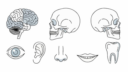 Human Anatomy Illustration Collection Medical Science Elements. © Dianchan