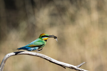 Obraz premium Rainbow Bee-eater with a Blowfly