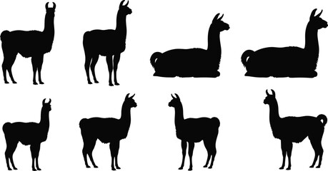 Obraz premium Vector Silhouette Set of Llamas and Alpacas in Various Poses Including Standing and Sitting Isolated on White Background for Farm and Wildlife Design