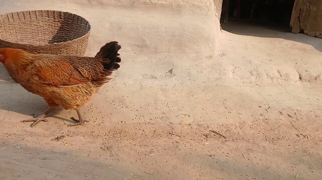 Desi hen farming in a villege house. 