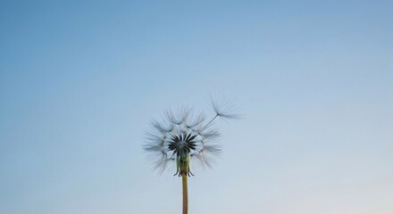 A dandelion seed head against a clear blue sky, wisps scattered by a gentle breeze