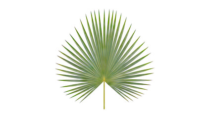 Obraz premium Single Green Palm Leaf on White Background