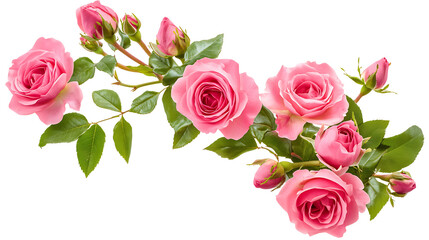 Naklejka premium Pink rose flowers and leaves in a corner floral arrangement, isolated on a transparent background.