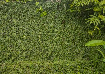 Lush green tropical foliage with various rainforest plants, including monstera leaves and ferns, growing on a moss-covered natural wall. Tropical nature, freshness, and natural background concept.