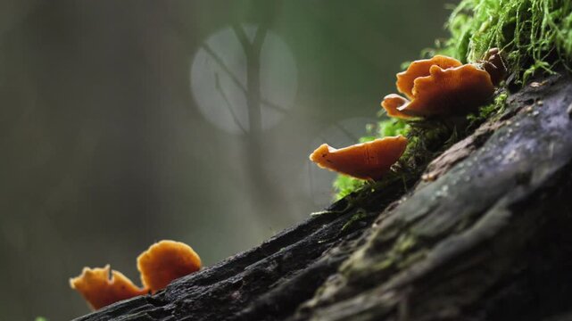 Jack-o-Lantern Mushrooms with Gills and Moss - Bokeh Forest Background 4K