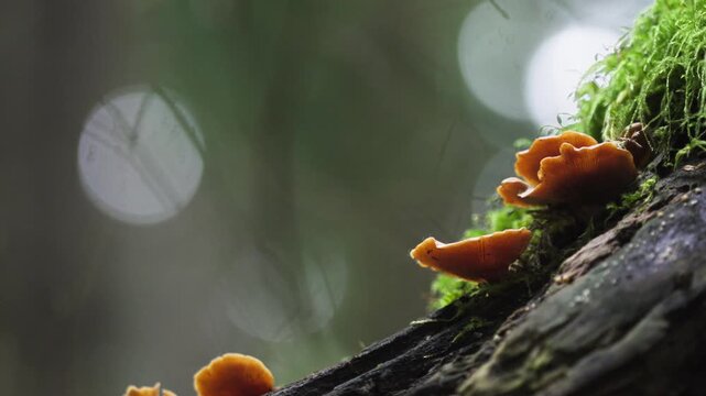 Jack-o-Lantern Mushrooms with Branch and Gills - Bokeh Forest Background 4K