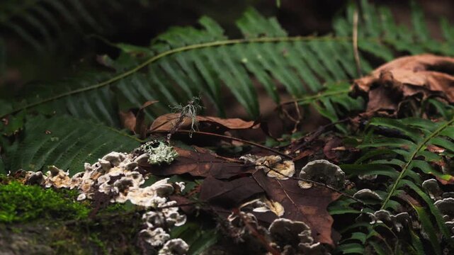 Turkey Tail Mushrooms with White Rot on Log - Forest Floor Panning Shot 4K