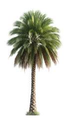 Lush palm tree, tropical and isolated on a white background, featuring vibrant green leaves and a textured trunk, perfect for design projects.
