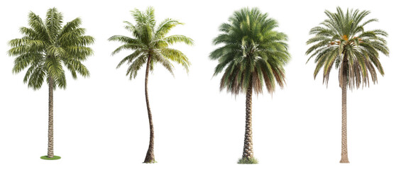 Collection of diverse Palm trees, Tropical trees with vibrant Green leaves, Isolated on a White background, perfect for tropical designs and landscaping projects.