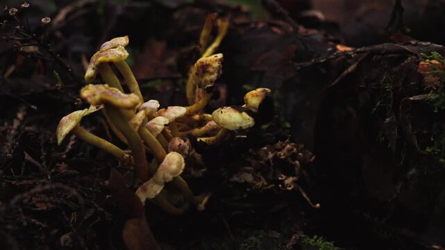 Sulphur Tuft Mushrooms Cluster on Forest Floor - Panning Macro Shot Pacific Northwest 4K