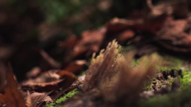 Ramaria stricta Coral Fungus on Moss-Covered Log - Forest Floor Pan 4K