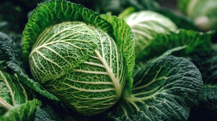 Fototapeta premium Close-up view of fresh cabbages.
