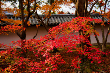 Maple Leaf Festival - Autumn at Tofukuji Temple in Kyoto