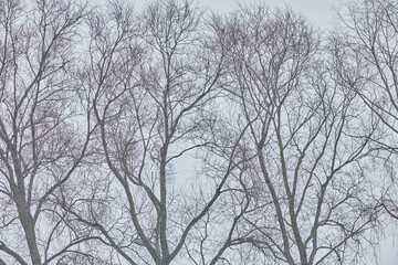 Obraz premium Tree branches without leaves in foggy winter weather