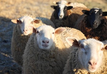 Obraz premium sheep and lambs