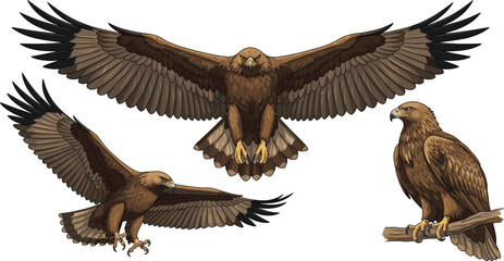 Majestic golden eagle vector set featuring wild bird of prey in flying soaring and perched poses isolated on white background illustration.