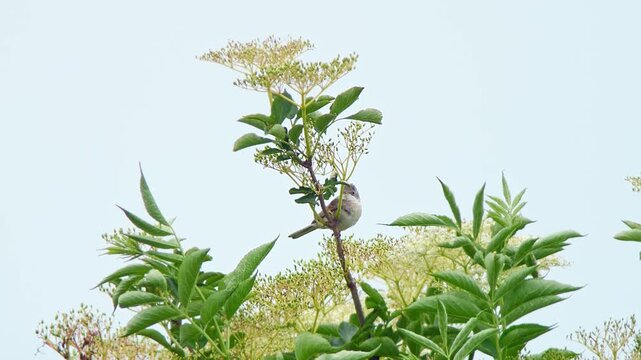 Common Whitethroat (Sylvia communis) Singing on Bush Branch at Summer Sunrise, Munich, Bavaria, Germany