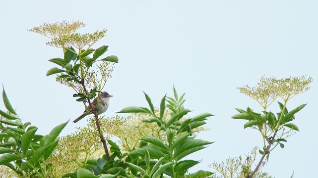 Common Whitethroat (Sylvia communis) Singing on Bush Branch at Summer Sunrise, Munich, Bavaria, Germany