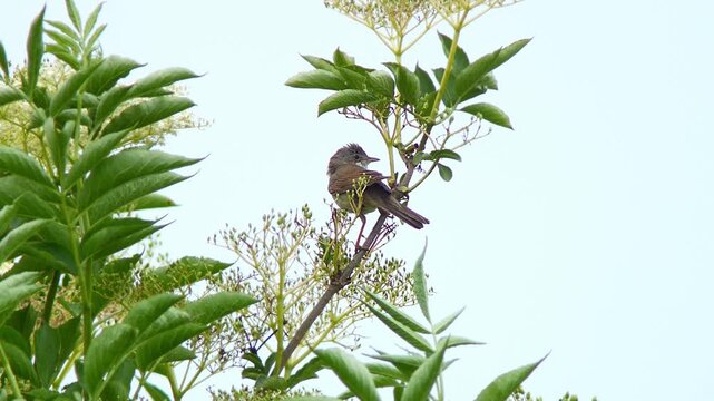 Common Whitethroat (Sylvia communis) Singing on Bush Branch at Summer Sunrise, Munich, Bavaria, Germany