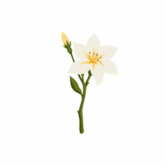 Elegant white lily flower illustration with delicate petals, green stem, and budding bloom against a plain background, capturing nature's serene beauty and simplicity