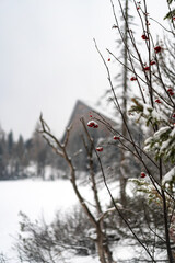 Red rowan berries covered in light snow focus in the foreground, with the blurred silhouette of a mountain hotel and wintry forest creating a soft bokeh effect in Slovakia.