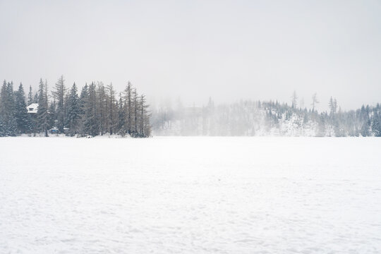Scenic wide view of a snowy forest clearing with evergreen trees under a heavy gray winter sky. A peaceful and cold wilderness landscape capturing the essence of the winter season.
