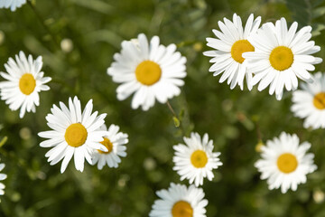 Obraz premium Blooming white daisy flowers in lush green meadow under natural sunlight