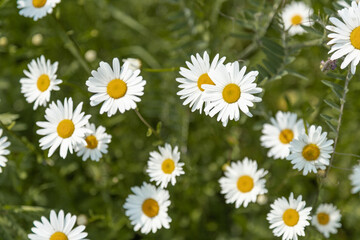 Fototapeta premium Natural background with white daisies blooming in spring and summer meadow