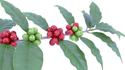 Coffee Branch with Ripe and Unripe Berries and Leaves