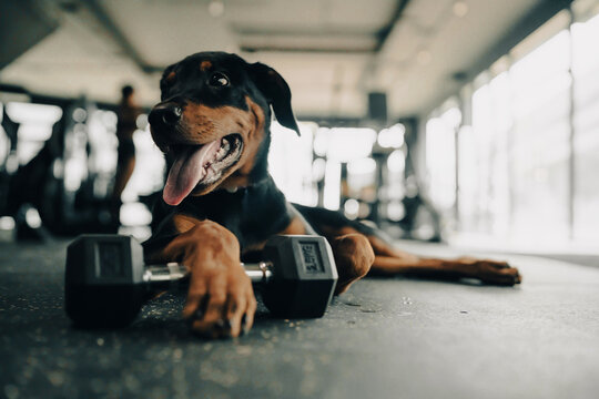 Rottweiler Taking a Break at the Gym with a Dumbbell. Healthy dog at the fitness.