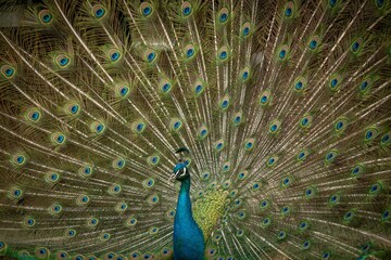 Obraz premium peacock with feathers