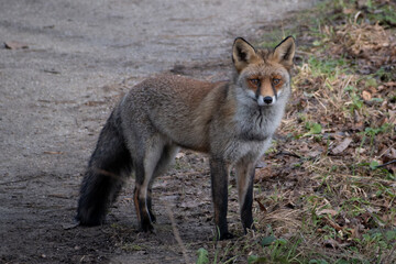 Foxes moving through the dunes, alert and restless as the mating season takes hold.