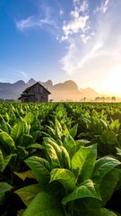 Rural landscape with a tobacco field, an old wooden barn and misty mountains under a bright blue sky at sunrise