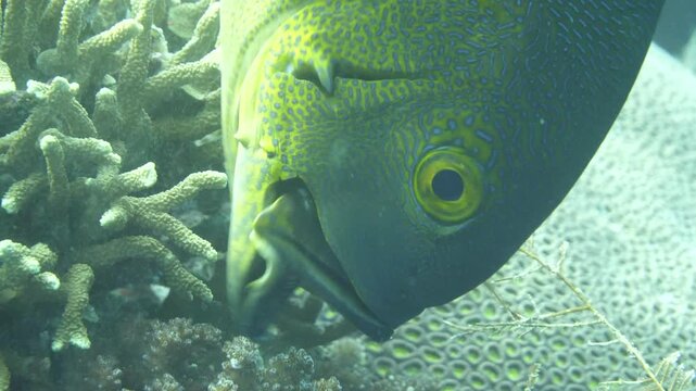 Reef snapper captured mid-feed as coral releases gametes during synchronized spawning in Banda Sea, Maluku, Indonesia.