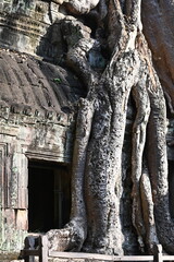 The impressive ruins of the Ta Prohm temple near Angkor Wat in Siem Reap Cambodia - an incredible example of the advanced Khmer architecture but engulfed by the jungle