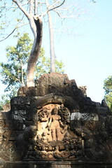 The impressive ruins of the Ta Prohm temple near Angkor Wat in Siem Reap Cambodia - an incredible example of the advanced Khmer architecture but engulfed by the jungle