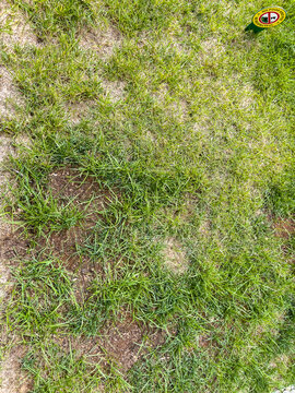 Residential lawn with patchy grass and soil gaps