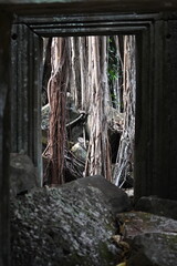 The impressive ruins of the Ta Prohm temple near Angkor Wat in Siem Reap Cambodia - an incredible example of the advanced Khmer architecture but engulfed by the jungle