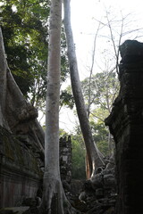 The impressive ruins of the Ta Prohm temple near Angkor Wat in Siem Reap Cambodia - an incredible example of the advanced Khmer architecture but engulfed by the jungle