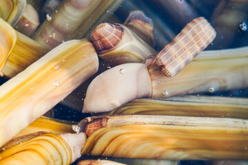 Fresh and plump seafood clams © pdm